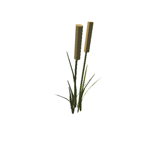 Cattail Plant 1